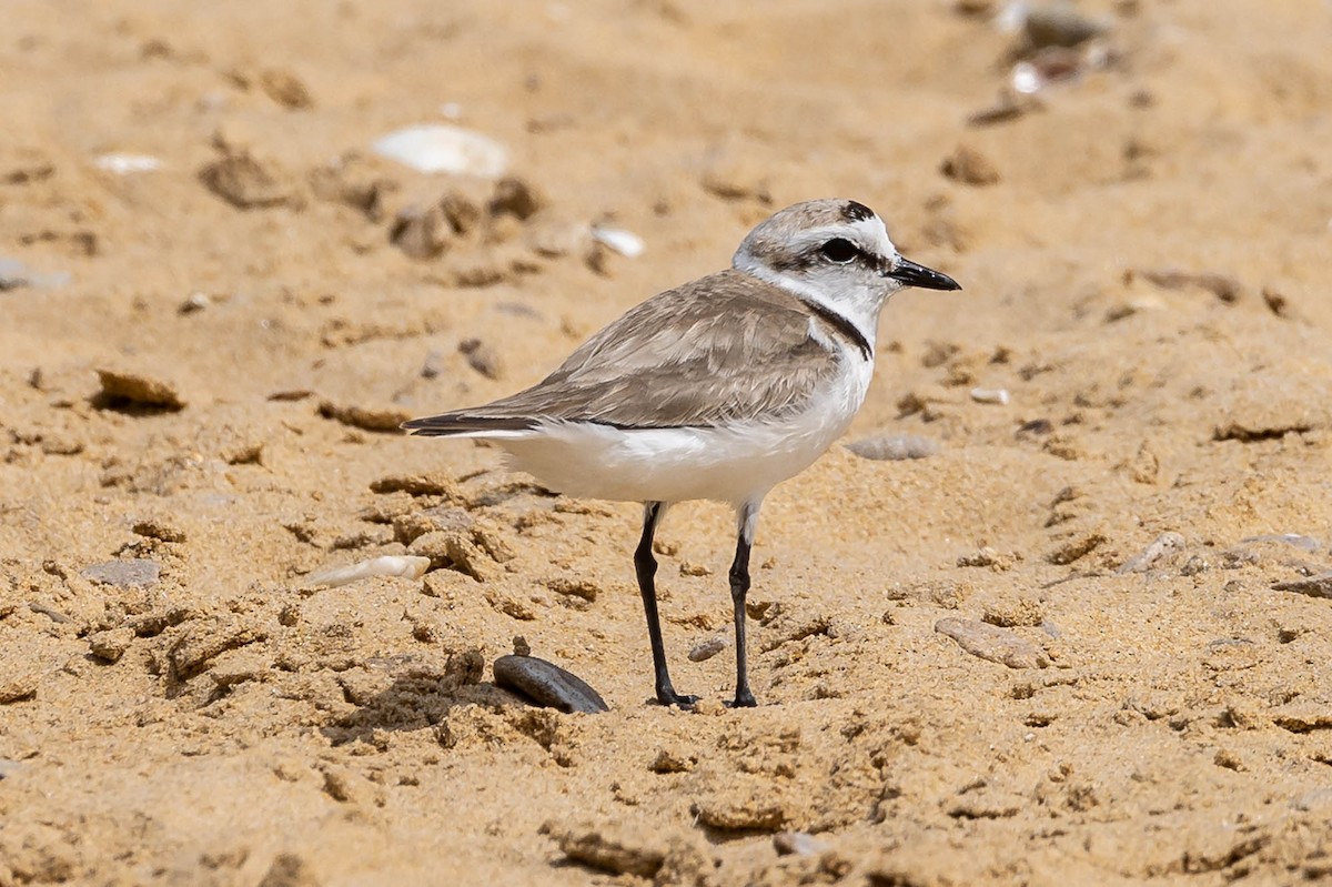 Kentish Plover (Kentish) - ML637515465