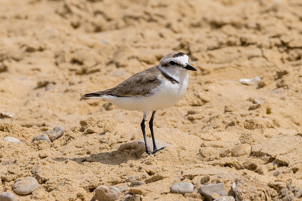 Kentish Plover (Kentish) - ML637515466