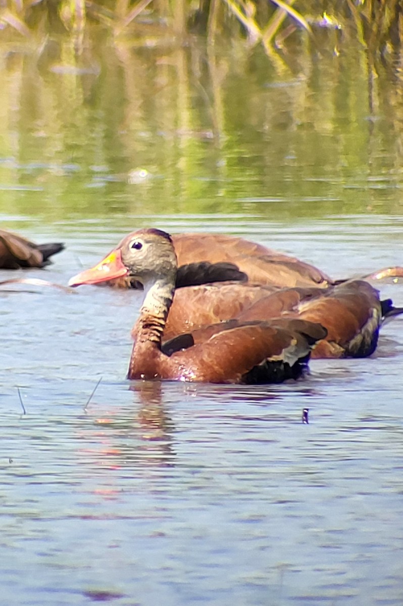 Black-bellied Whistling-Duck - ML637515510