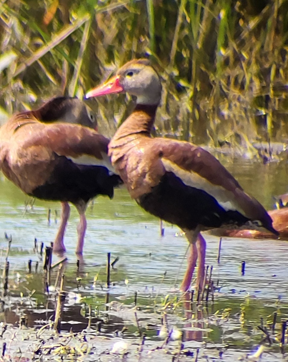 Black-bellied Whistling-Duck - ML637515511