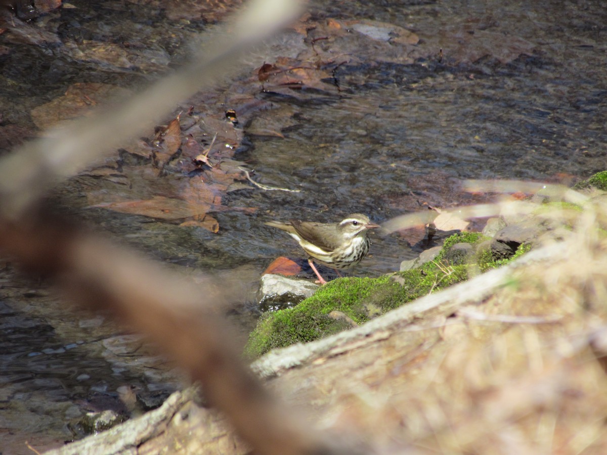 Louisiana Waterthrush - ML637515515