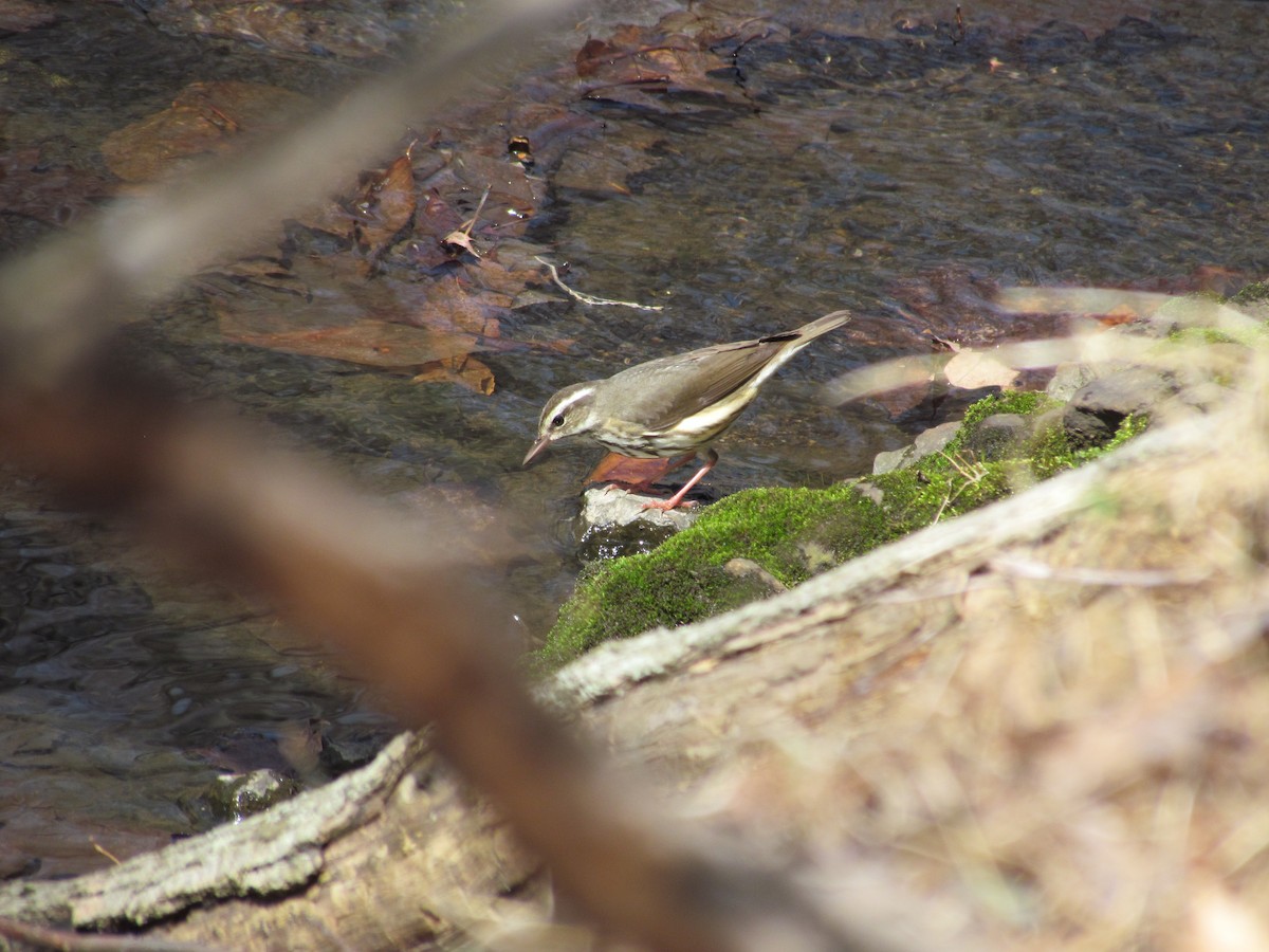 Louisiana Waterthrush - ML637515518