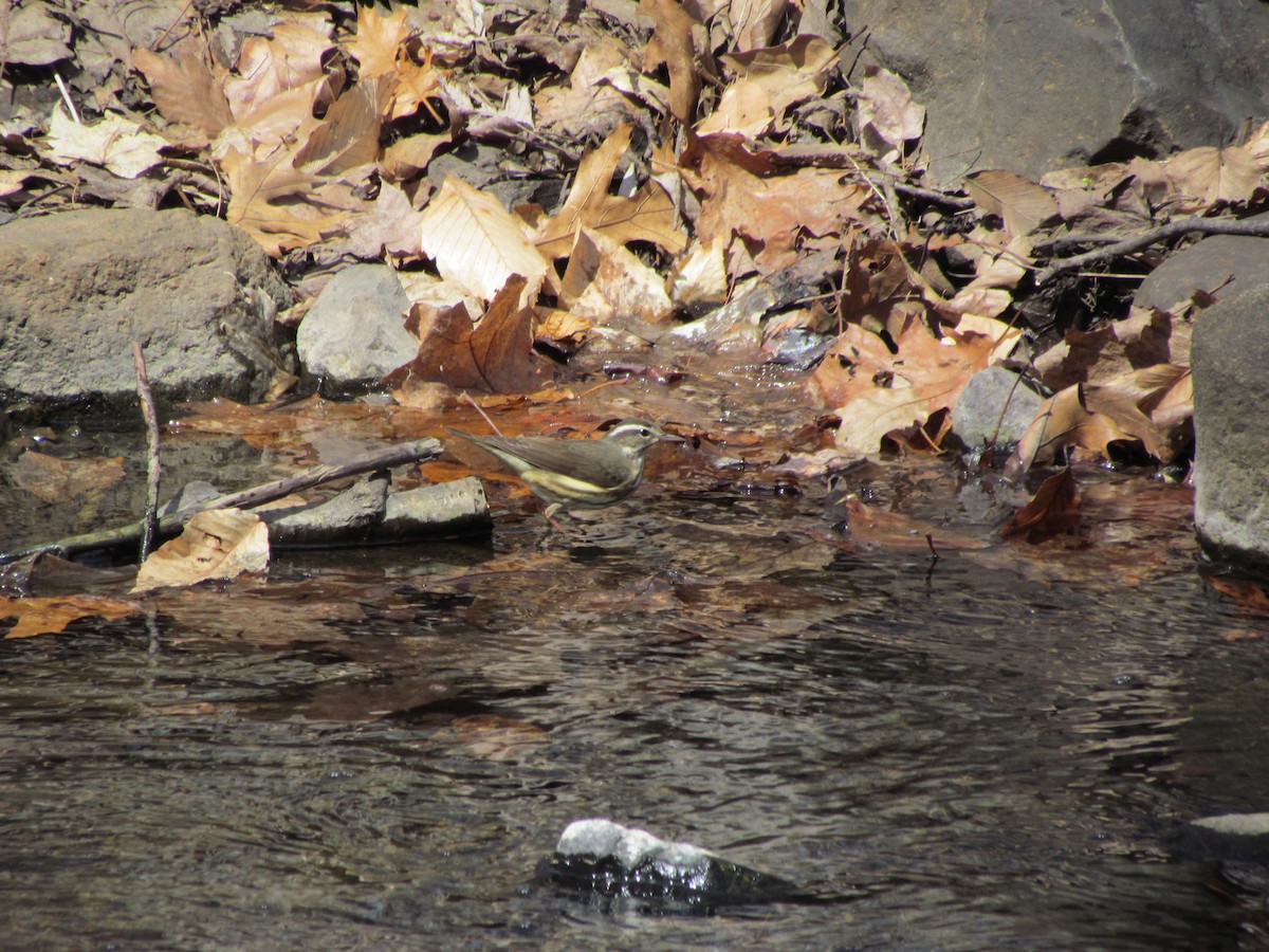 Louisiana Waterthrush - ML637515521