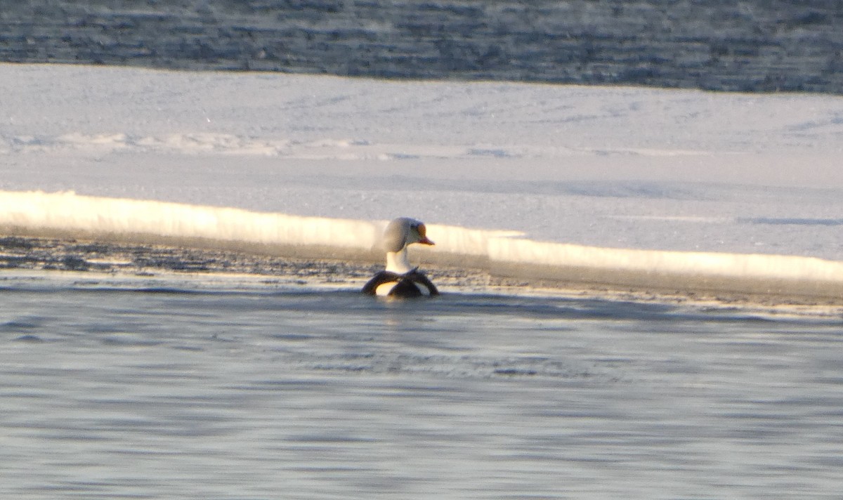 King Eider - ML637515647