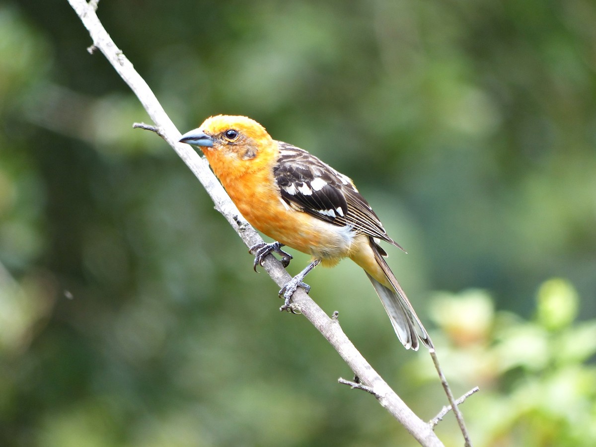 Flame-colored Tanager - ML637515673