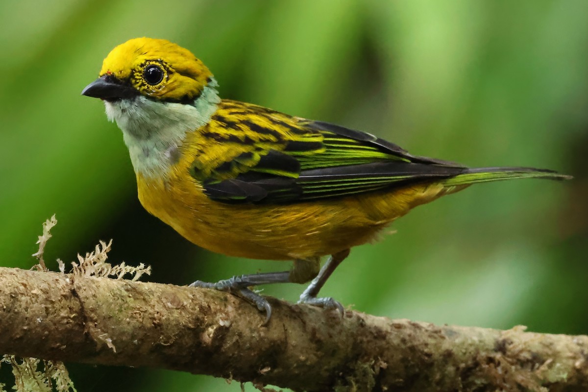 Silver-throated Tanager - ML637515682