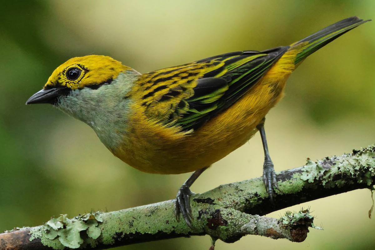 Silver-throated Tanager - ML637515683