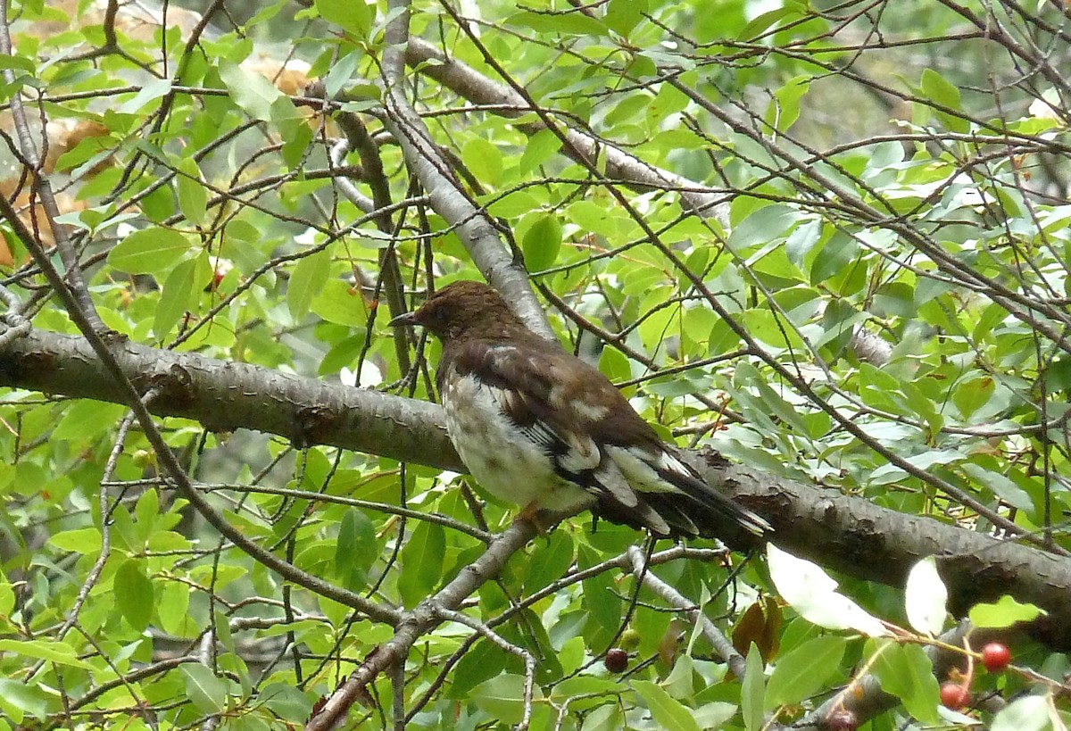 Aztec Thrush - ML637515693