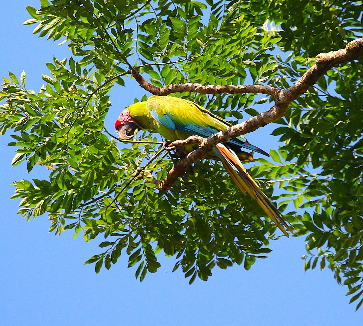 Great Green Macaw - ML637515735