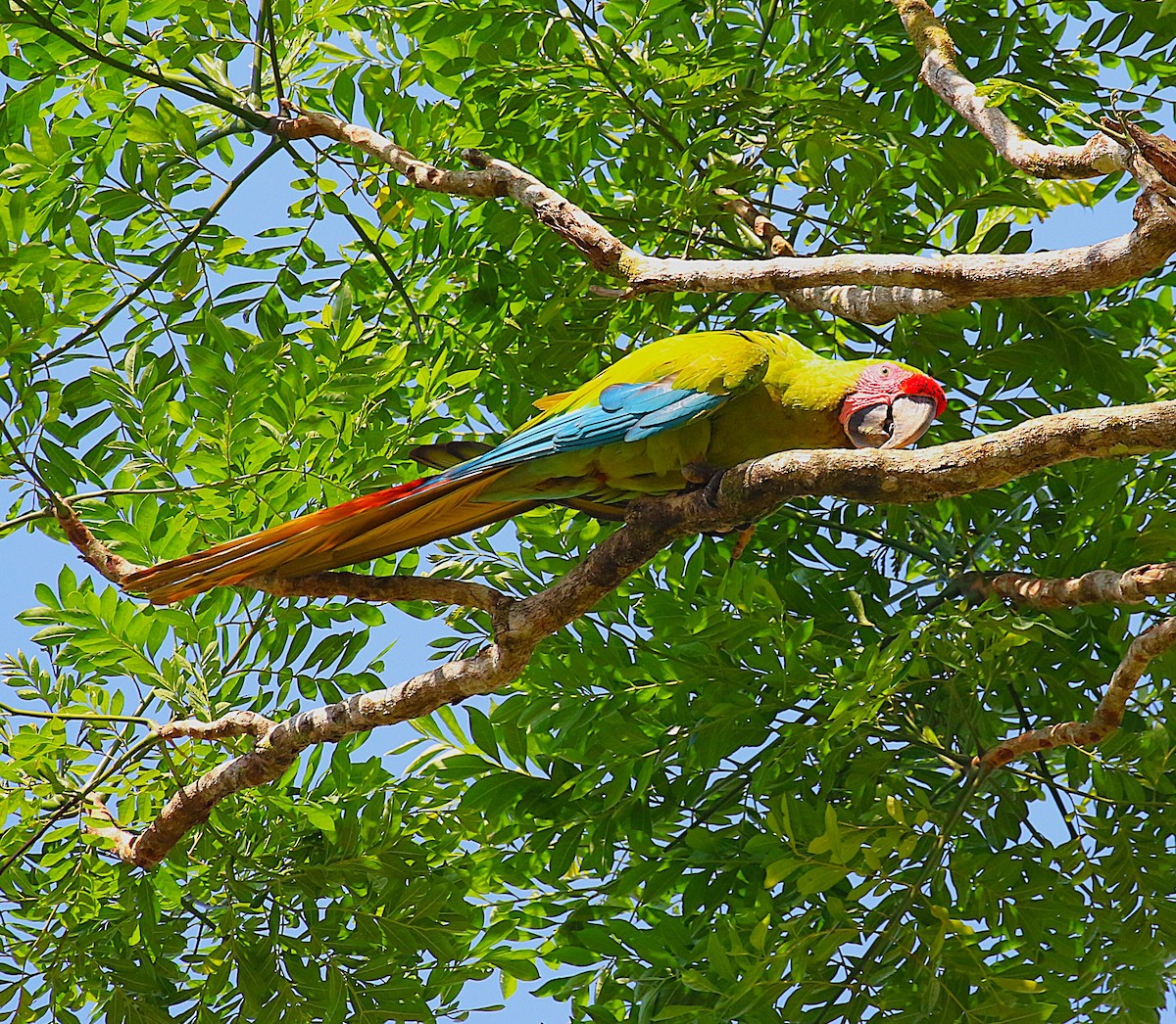 Great Green Macaw - ML637515736