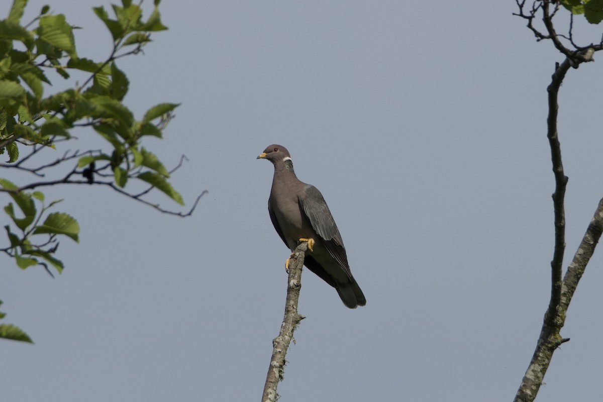 Band-tailed Pigeon - ML637515788