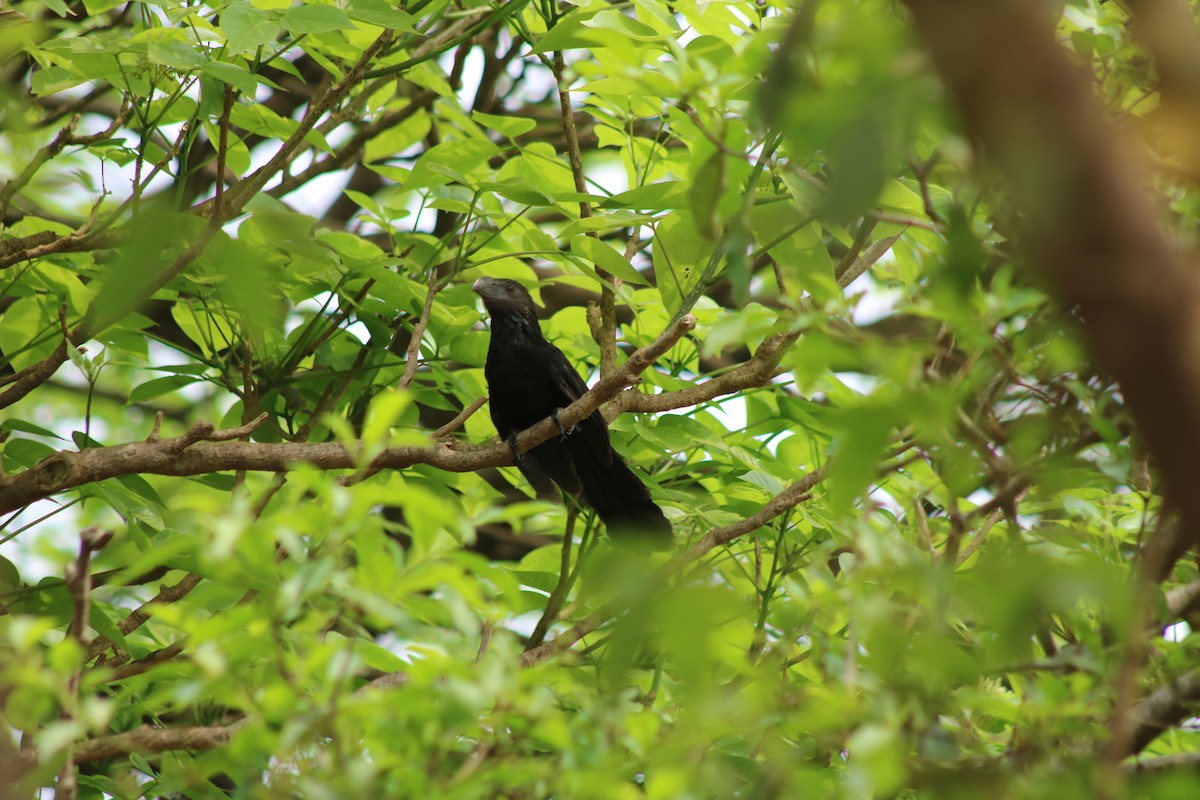 Smooth-billed Ani - ML637515836