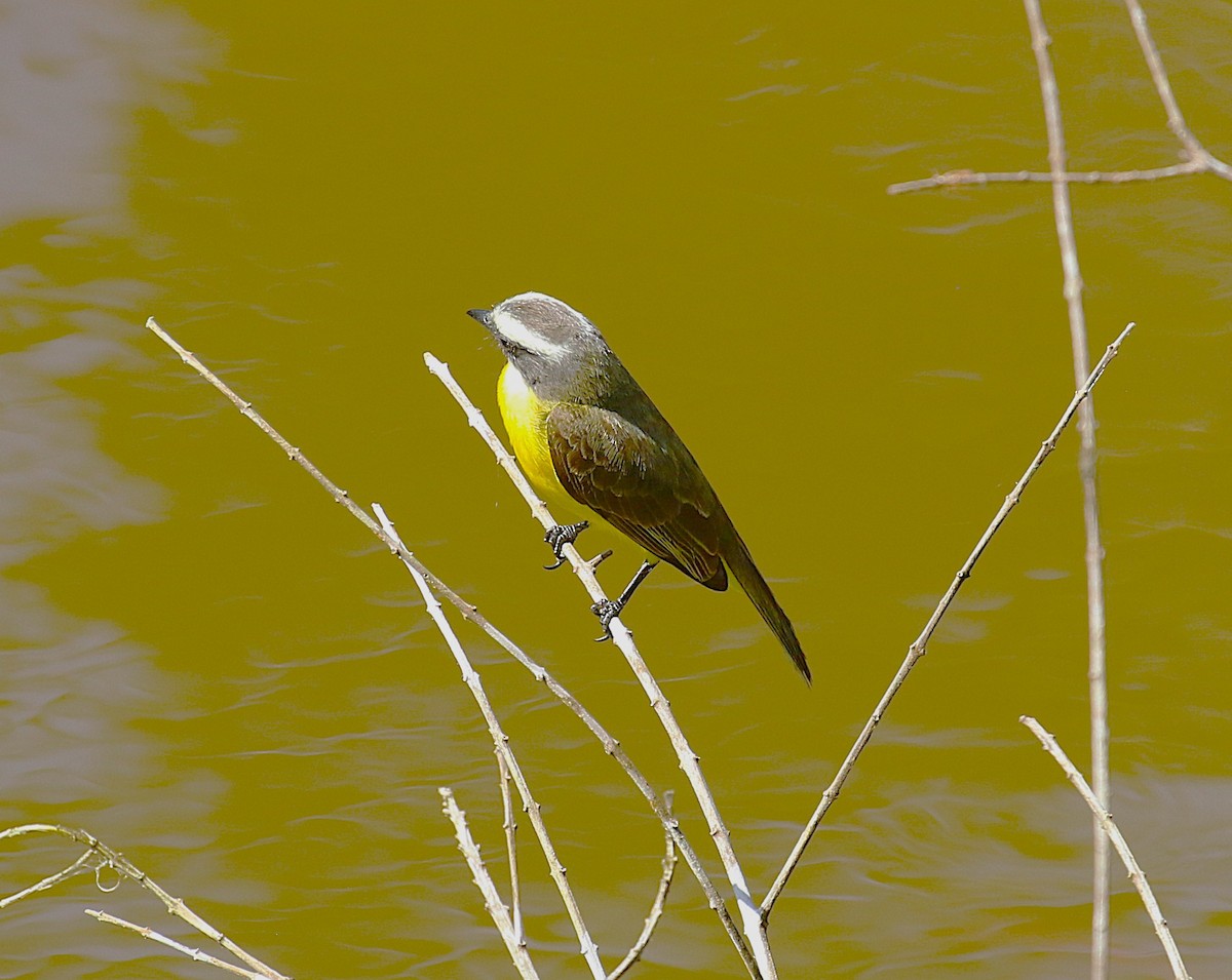 Social Flycatcher - ML637515876