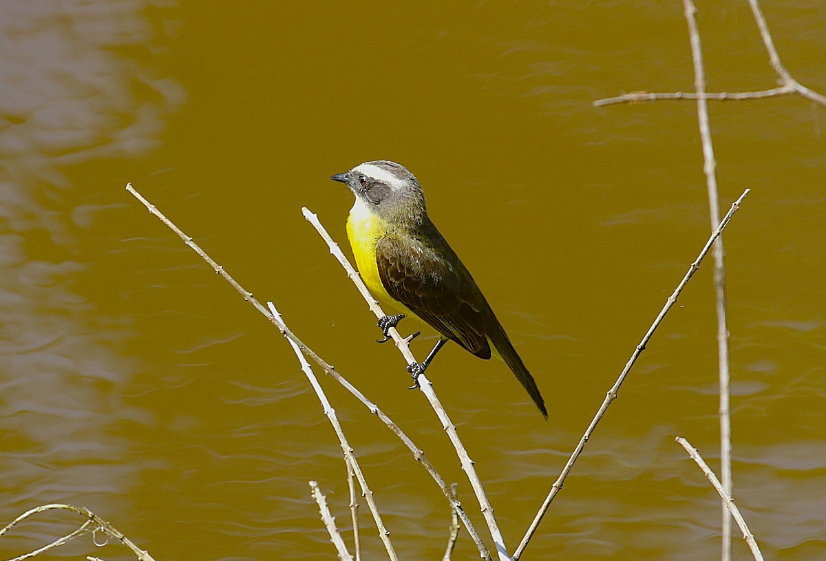 Social Flycatcher - ML637515877