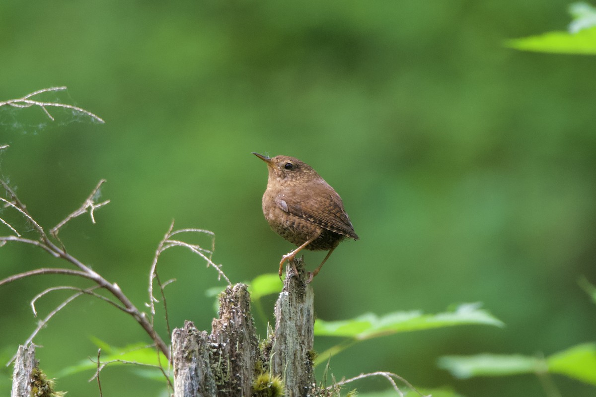 Pacific Wren - ML637515893