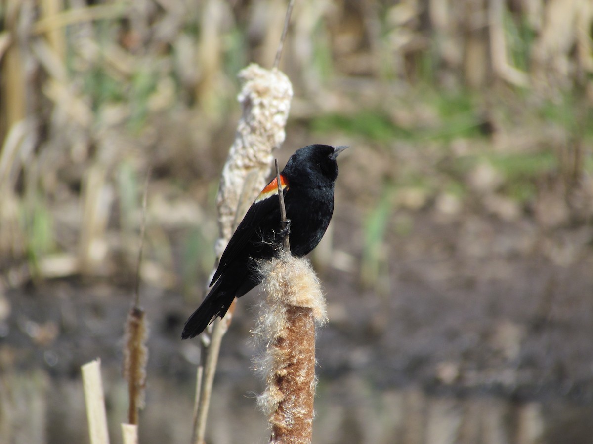 Red-winged Blackbird - ML637515940