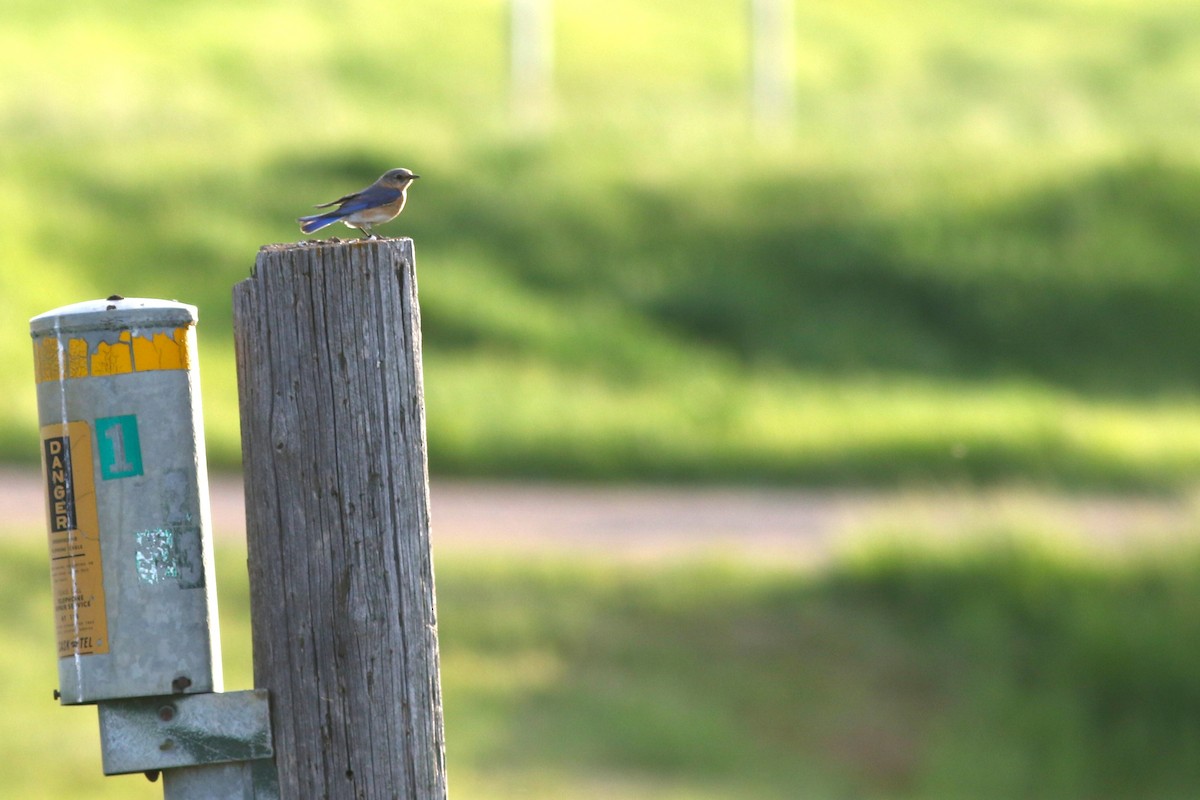 Eastern Bluebird - ML637515959