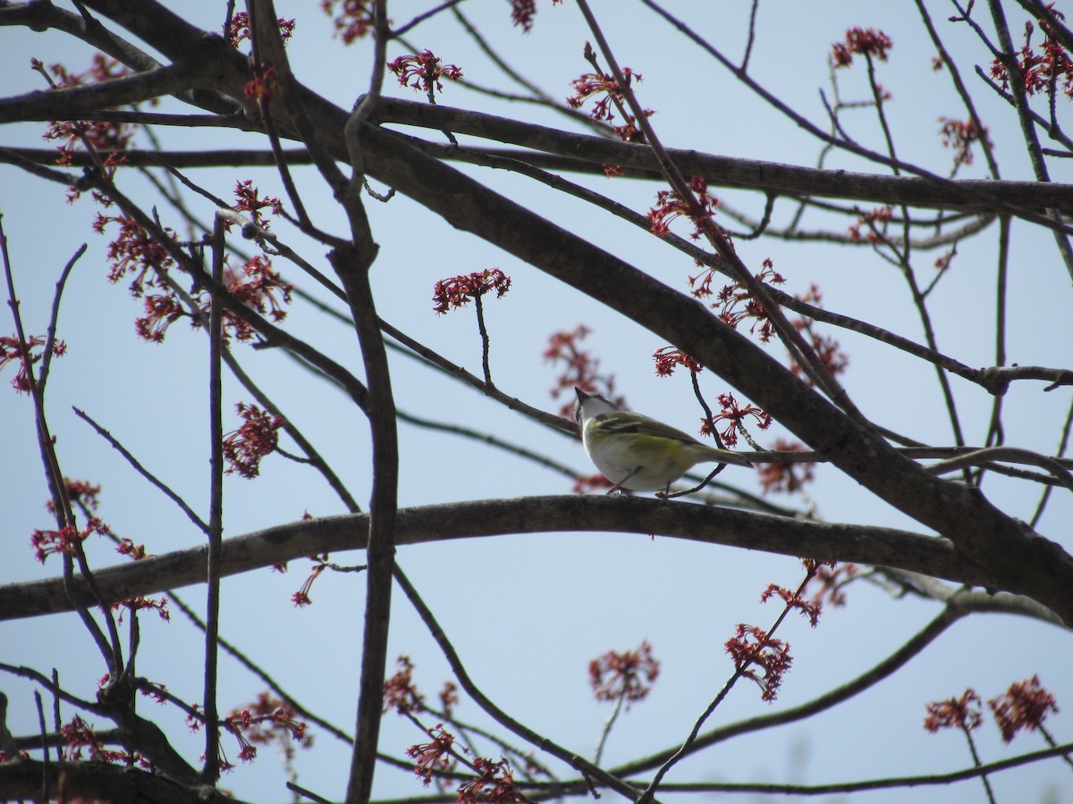 Blue-headed Vireo - ML637515970