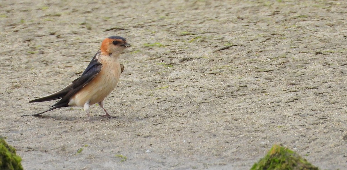 European Red-rumped Swallow - ML637515989