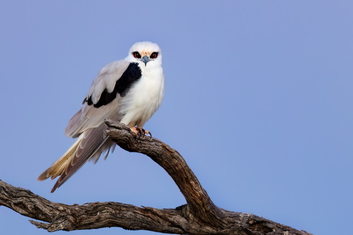 Letter-winged Kite - ML637516008