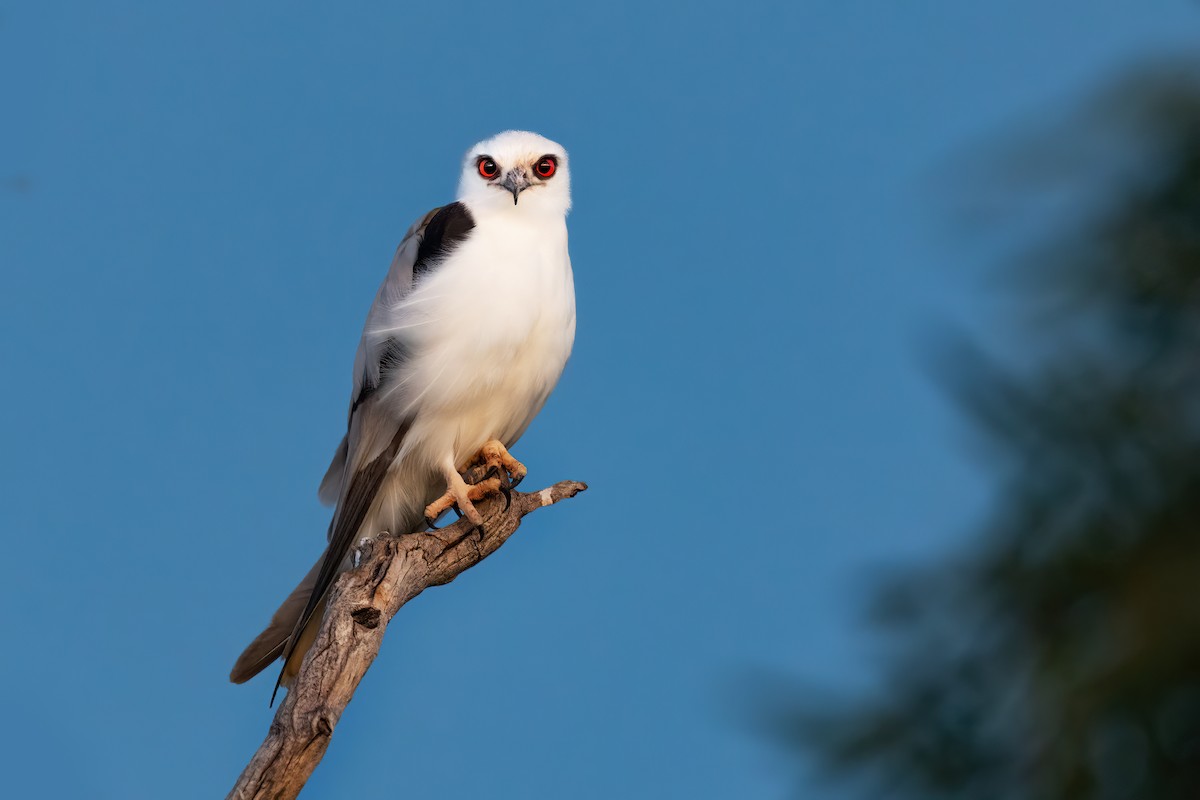 Letter-winged Kite - ML637516031