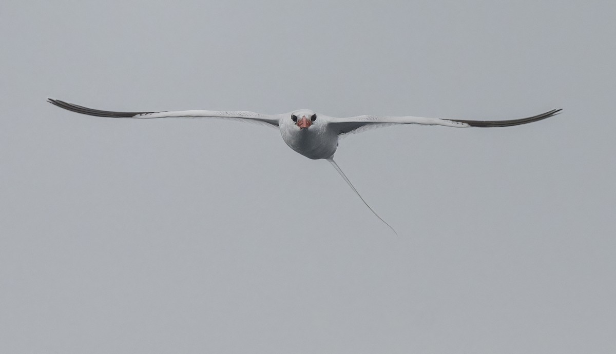 Red-billed Tropicbird - ML637516072