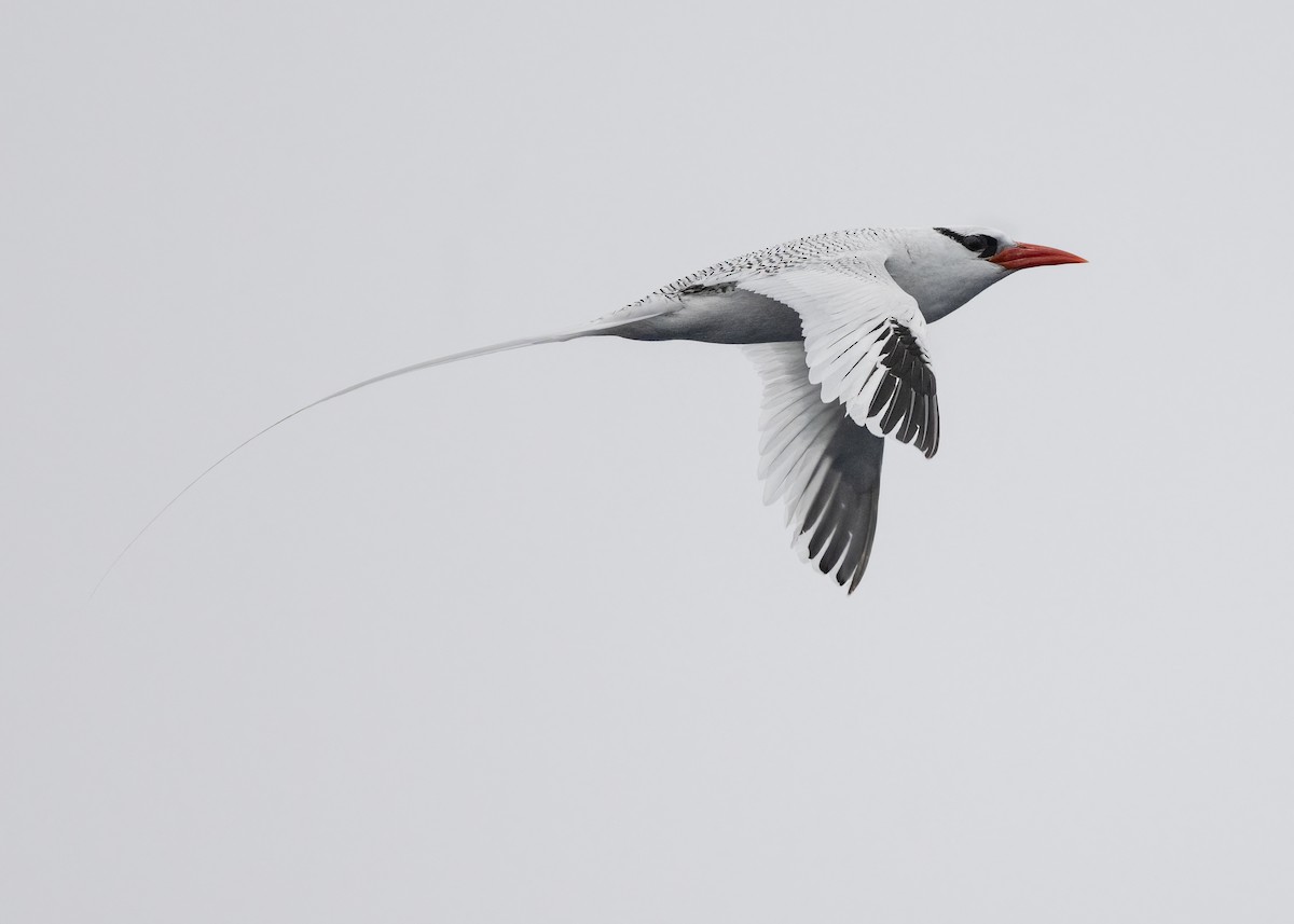 Red-billed Tropicbird - ML637516073
