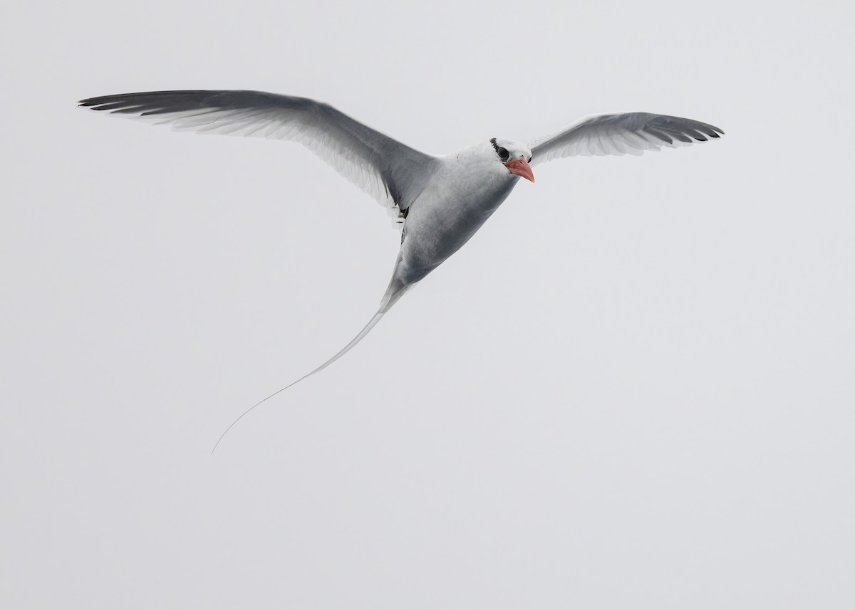 Red-billed Tropicbird - ML637516074