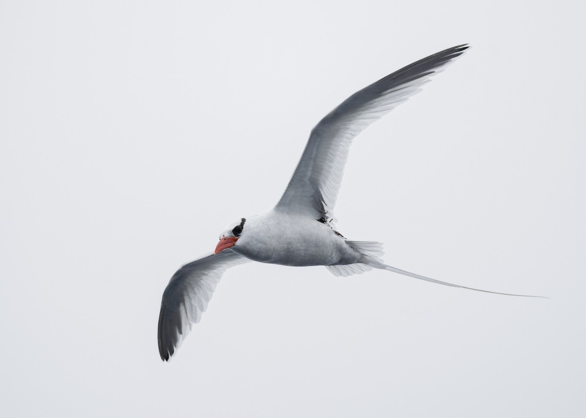 Red-billed Tropicbird - ML637516075