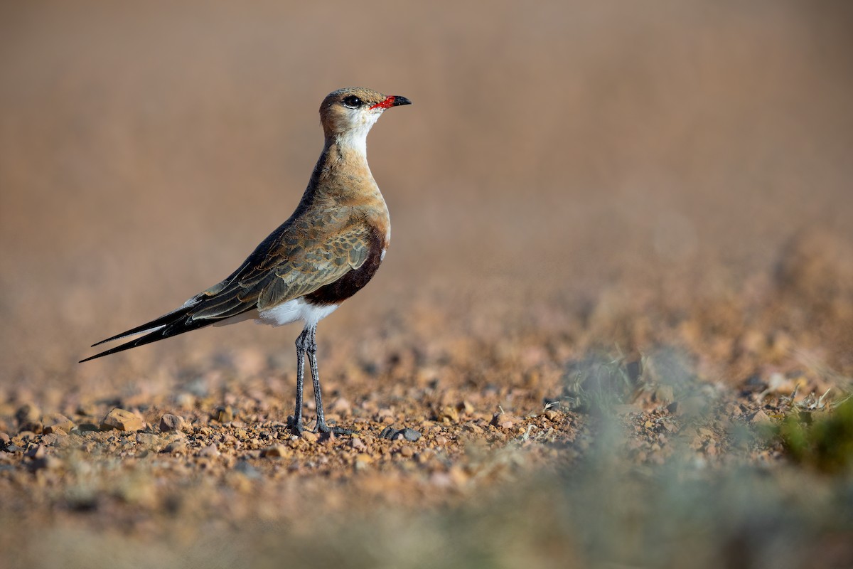 Australian Pratincole - ML637516084