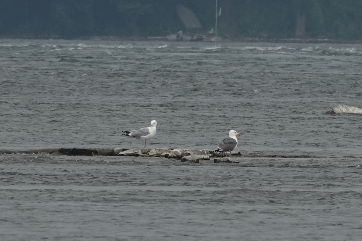 American Herring x Great Black-backed Gull (hybrid) - ML637516094