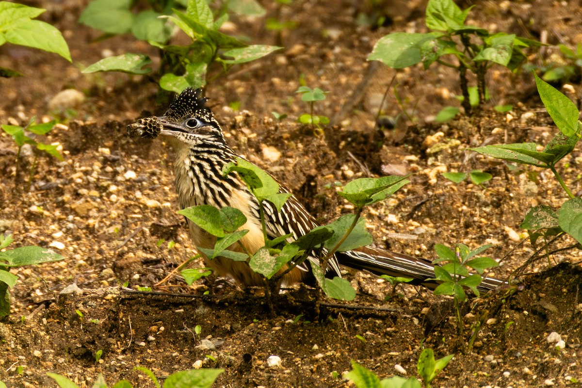 Lesser Roadrunner - ML637516099