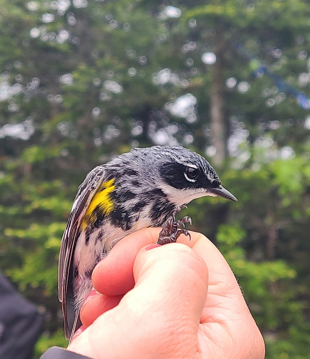 Kronenwaldsänger (coronata) - ML637516103