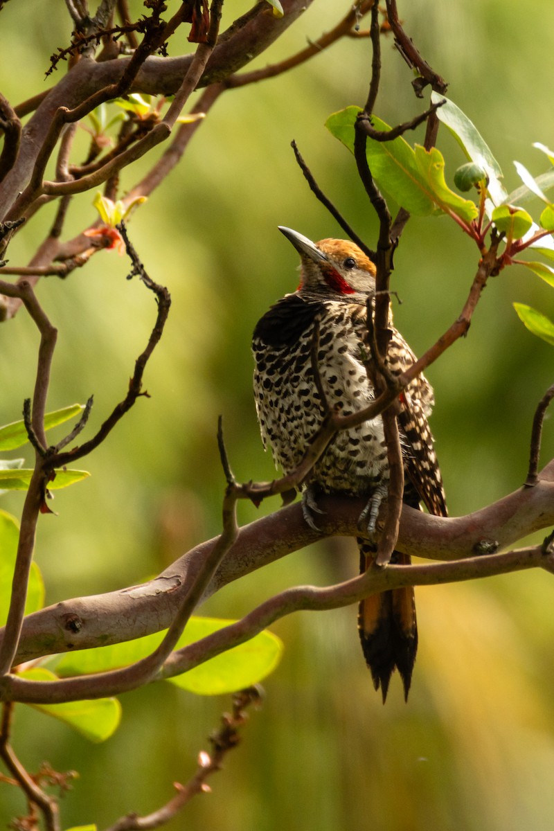 Guatemalan Flicker - ML637516124