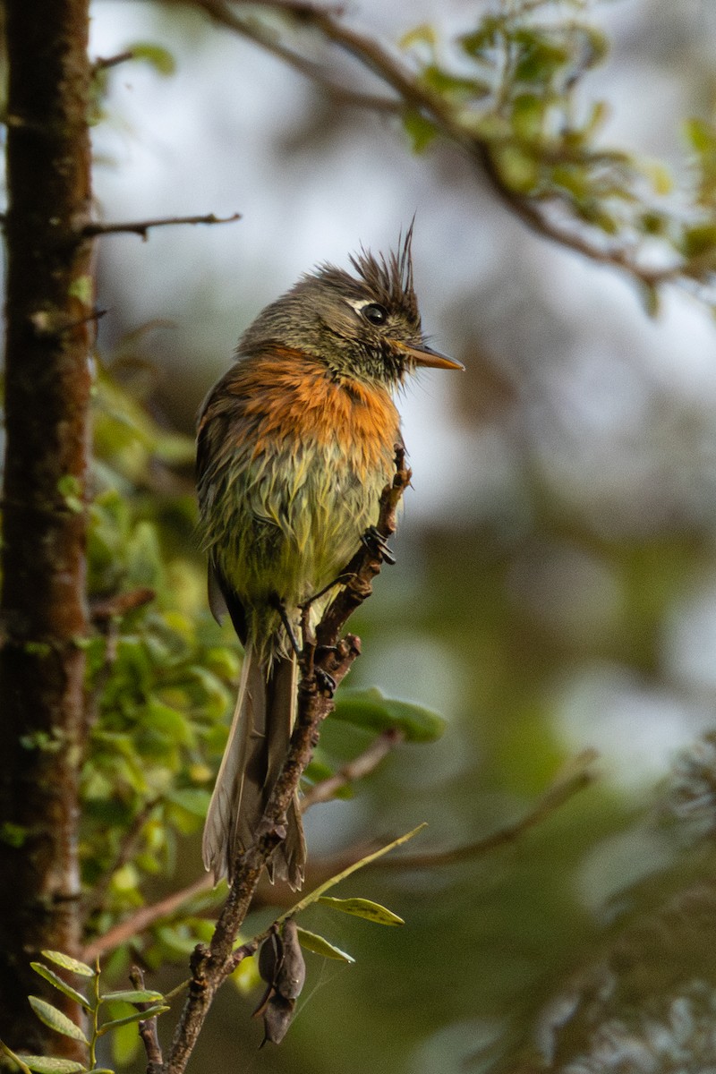 Belted Flycatcher - ML637516133