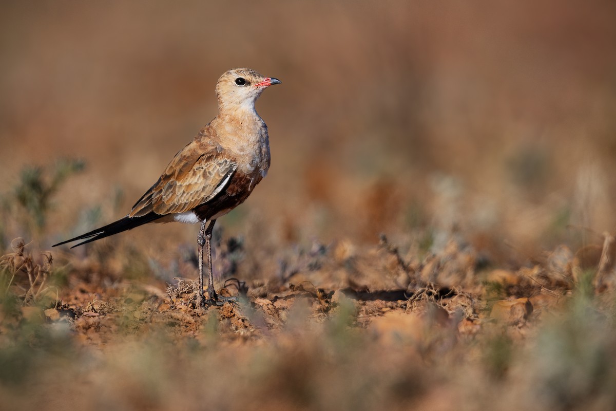 Australian Pratincole - ML637516136