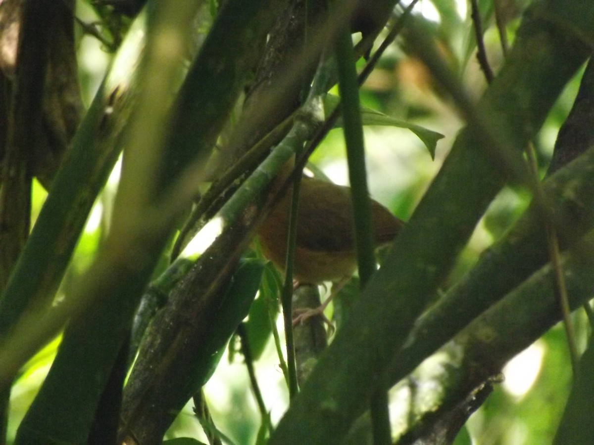 Rusty-breasted Antpitta - ML637516157