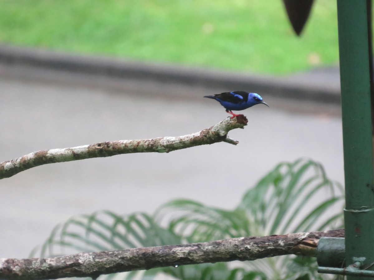 Red-legged Honeycreeper - ML637516253