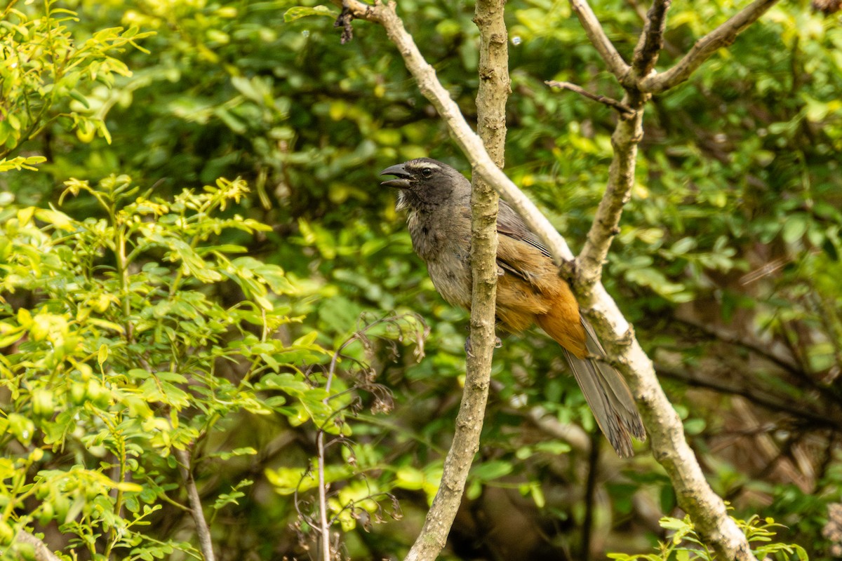 Cinnamon-bellied Saltator - ML637516256