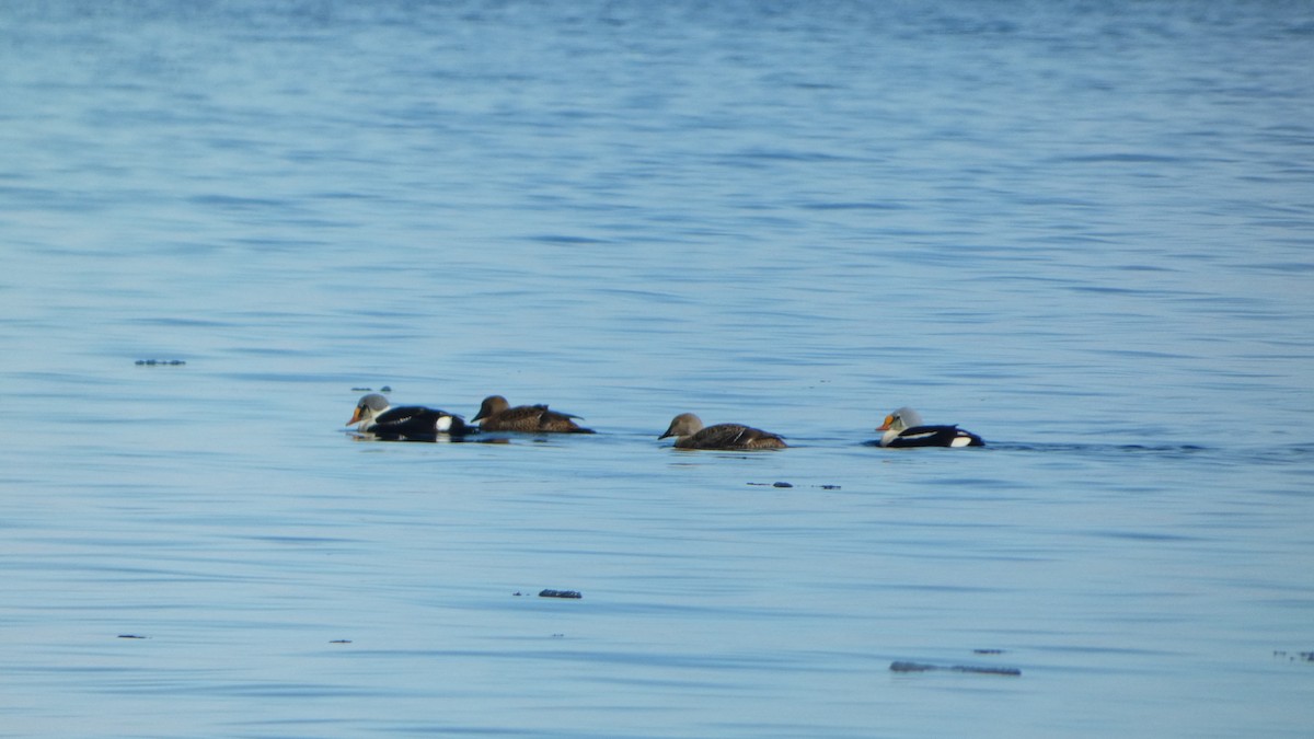 King Eider - ML637516297