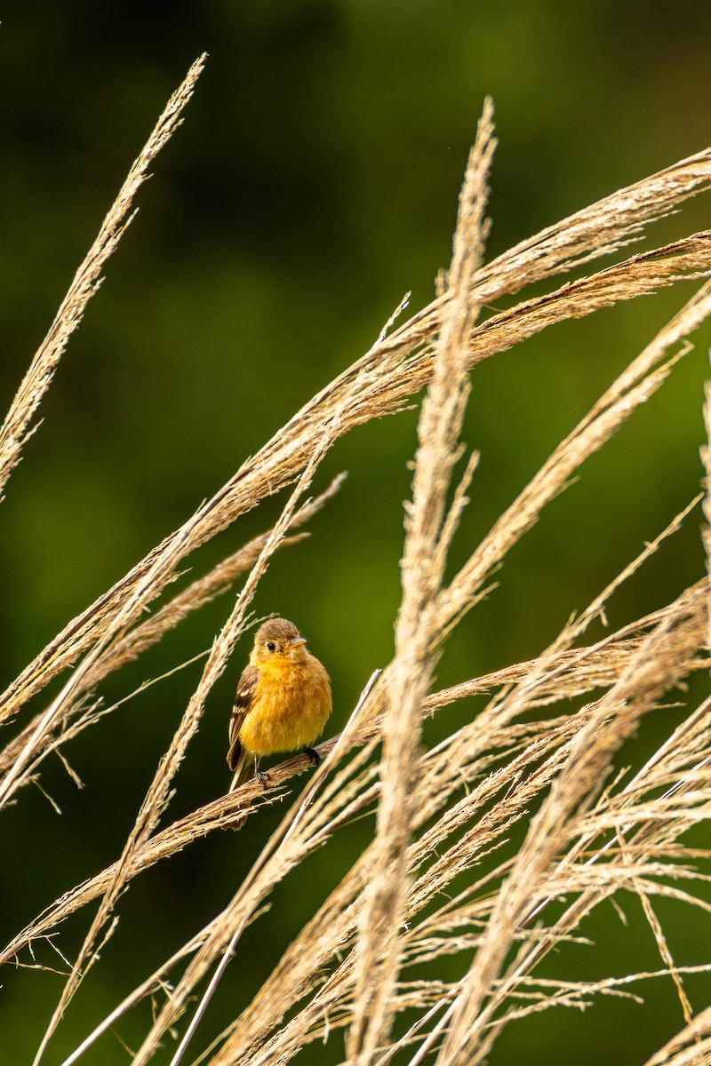 Buff-breasted Flycatcher - ML637516325