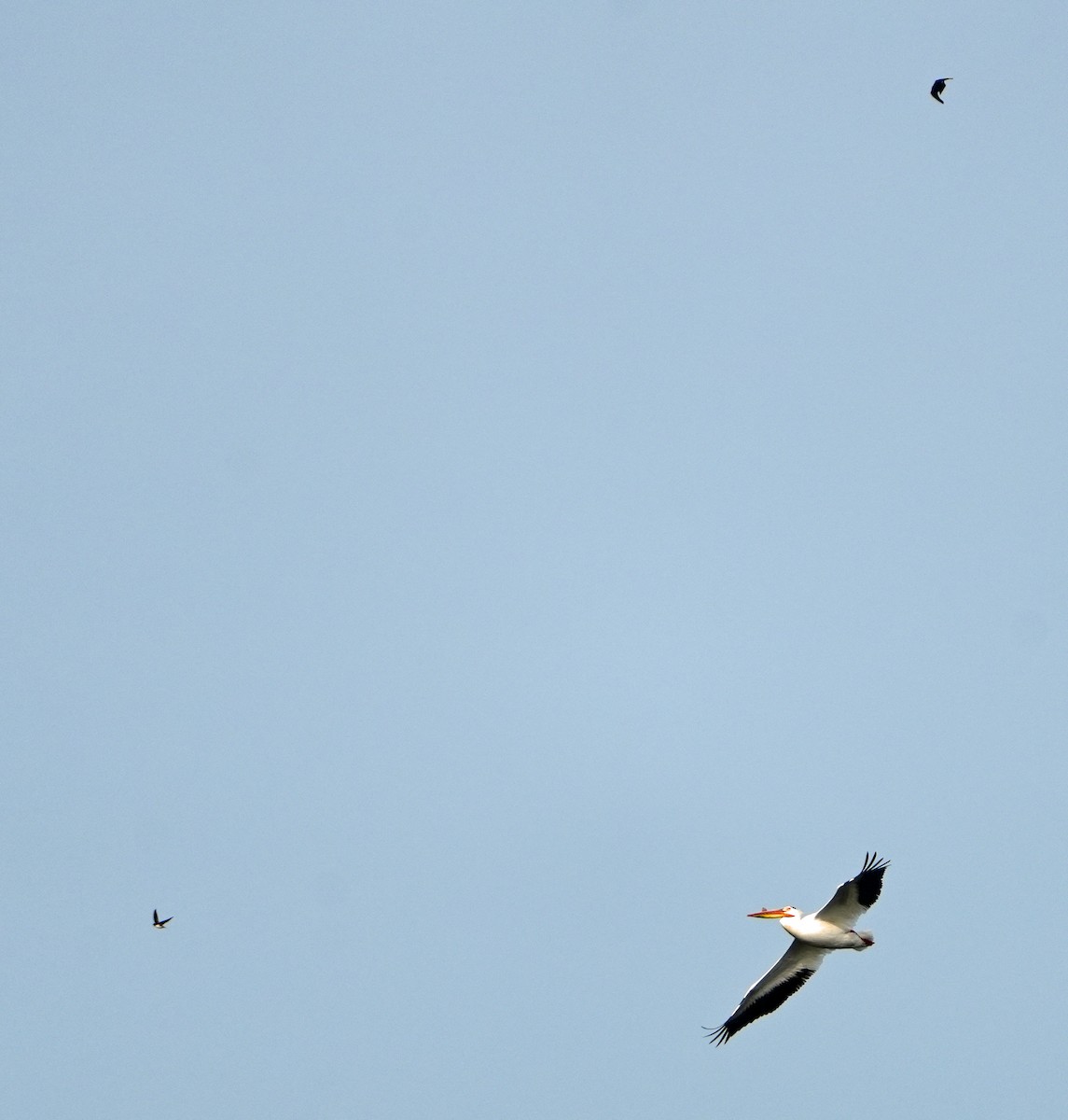 American White Pelican - ML637516329
