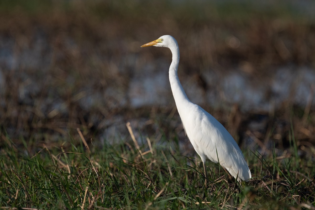 Yellow-billed Egret - ML637516386