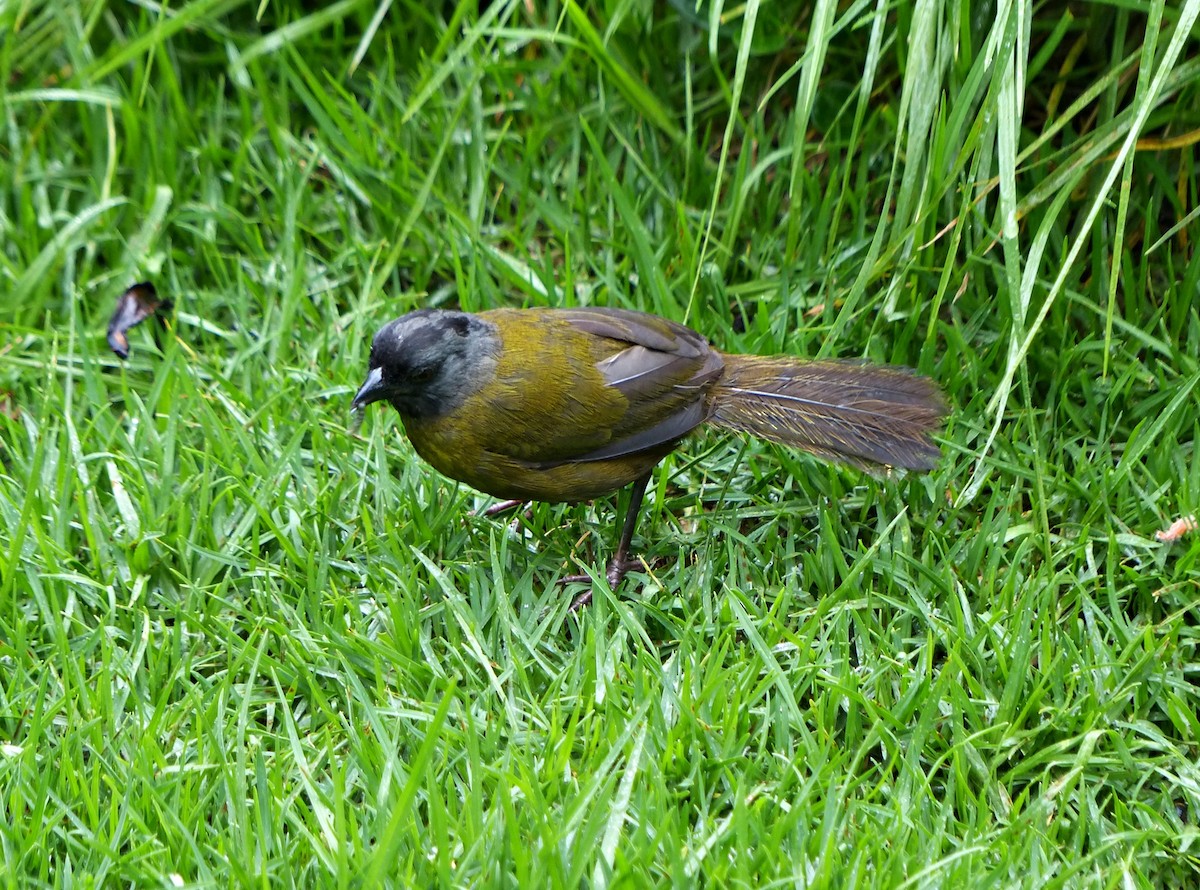 Large-footed Finch - ML637516400