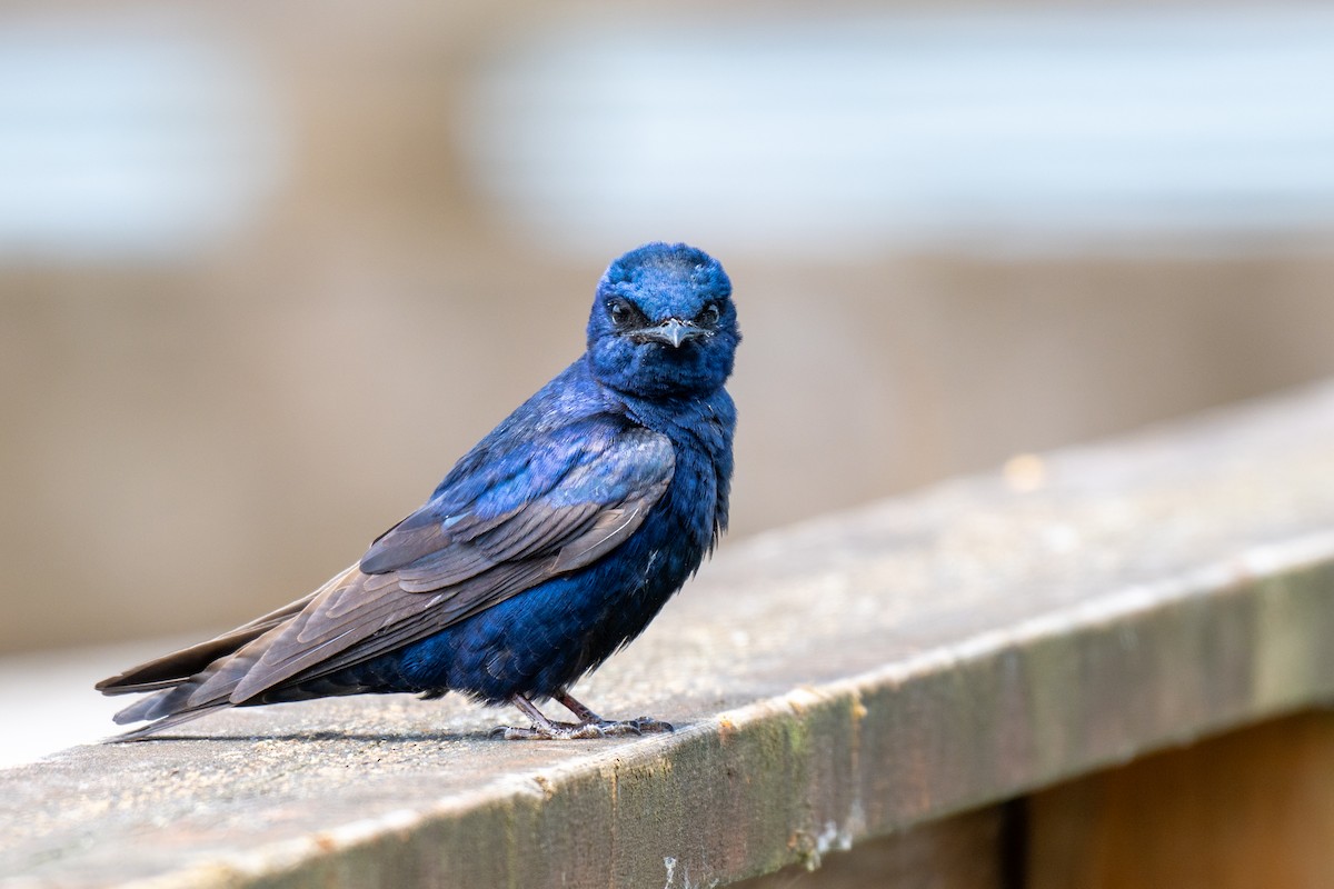 Purpurschwalbe - ML637516445