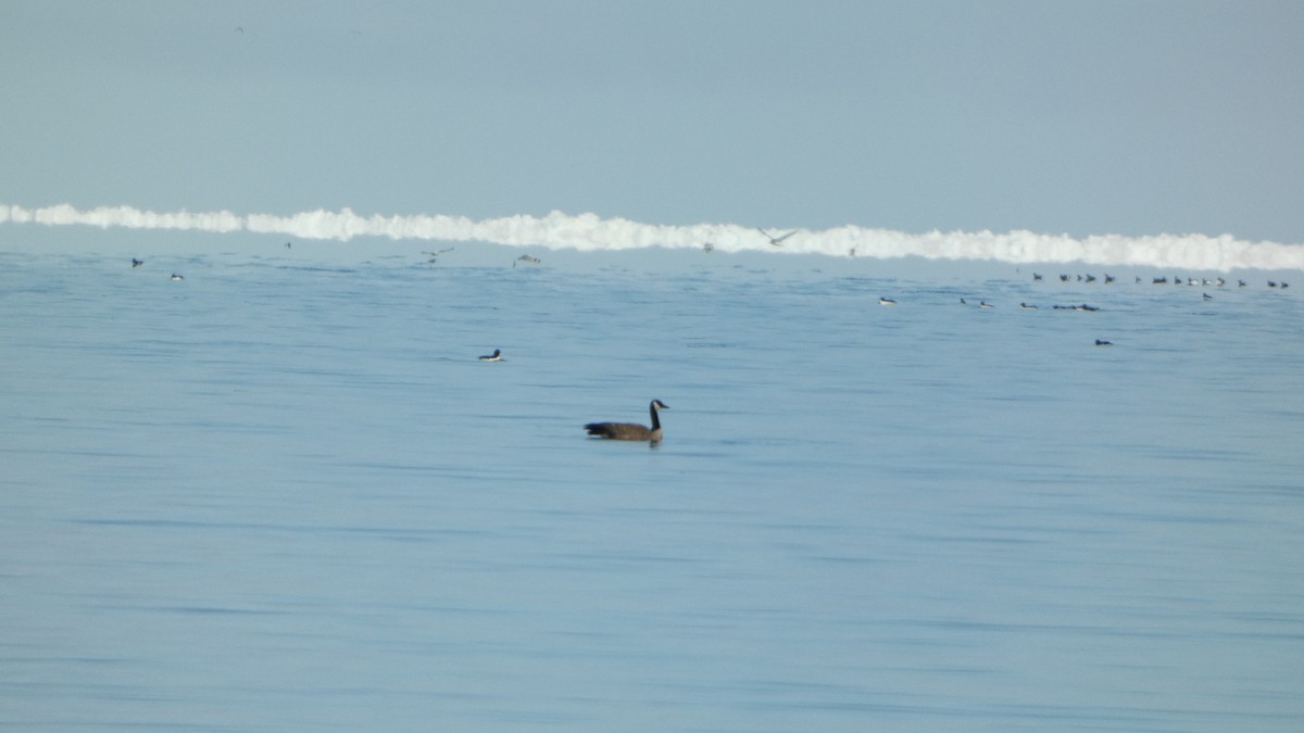 Canada Goose - ML637516448