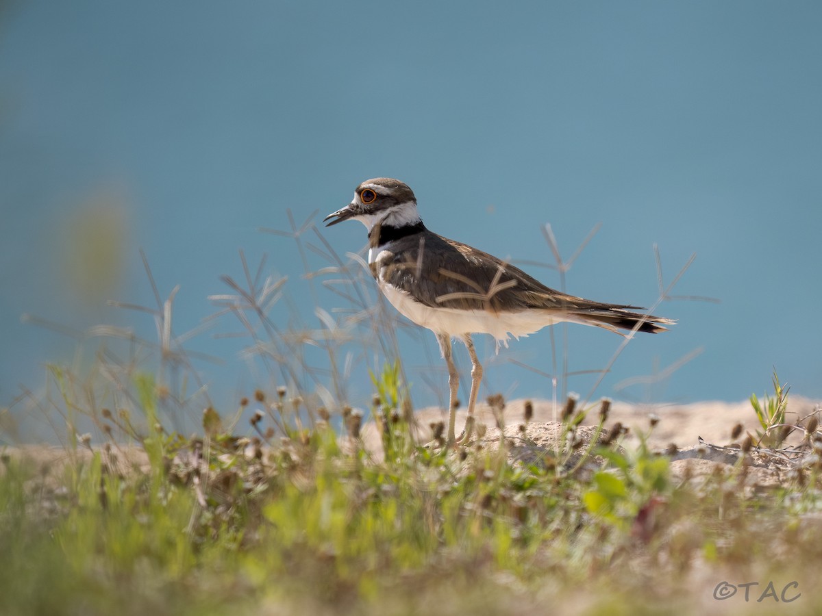 Killdeer - ML637516501