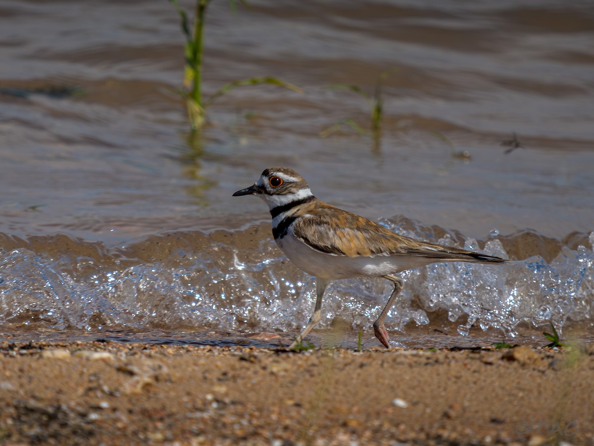 Killdeer - ML637516502