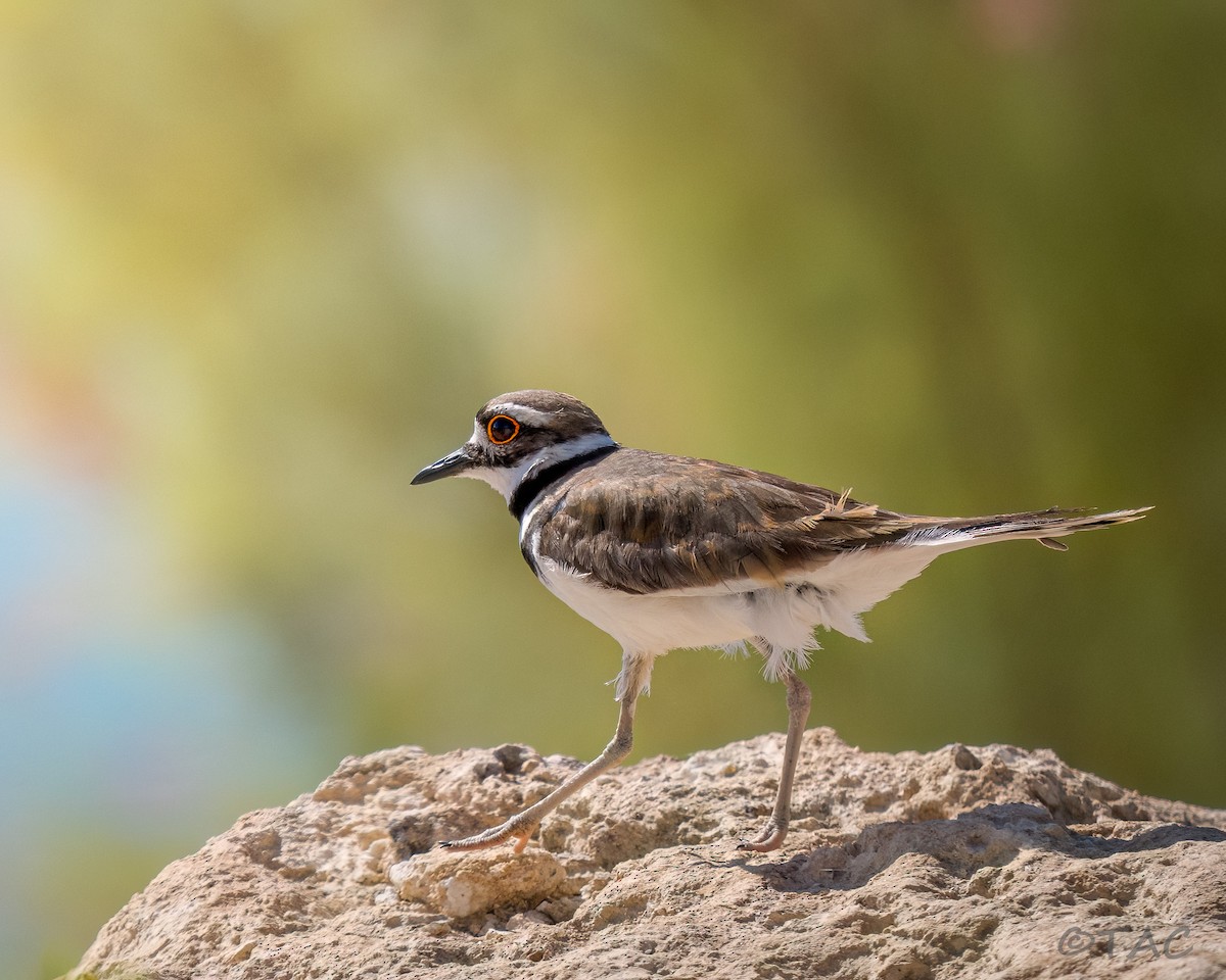 Killdeer - ML637516503