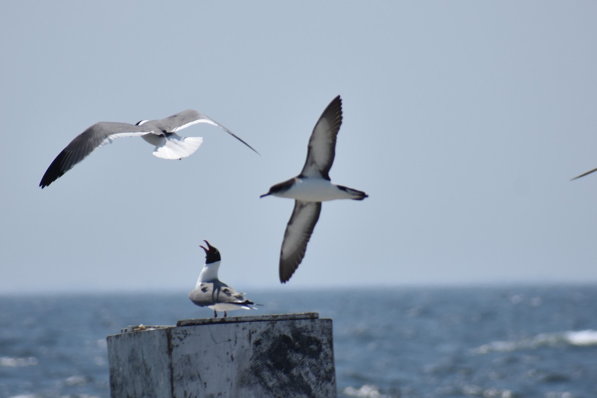 Manx Shearwater - ML637516515